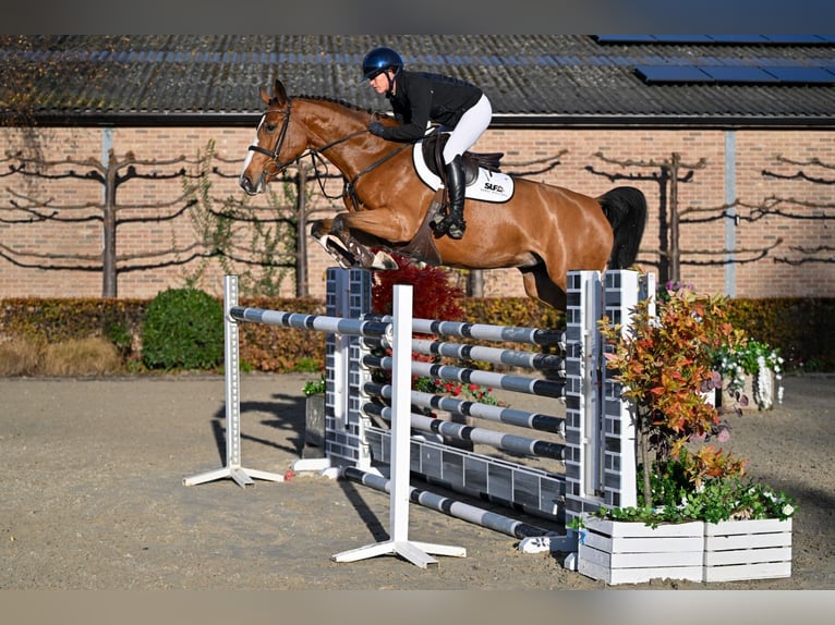 Zangersheider Jument 5 Ans 164 cm Bai in Bladel