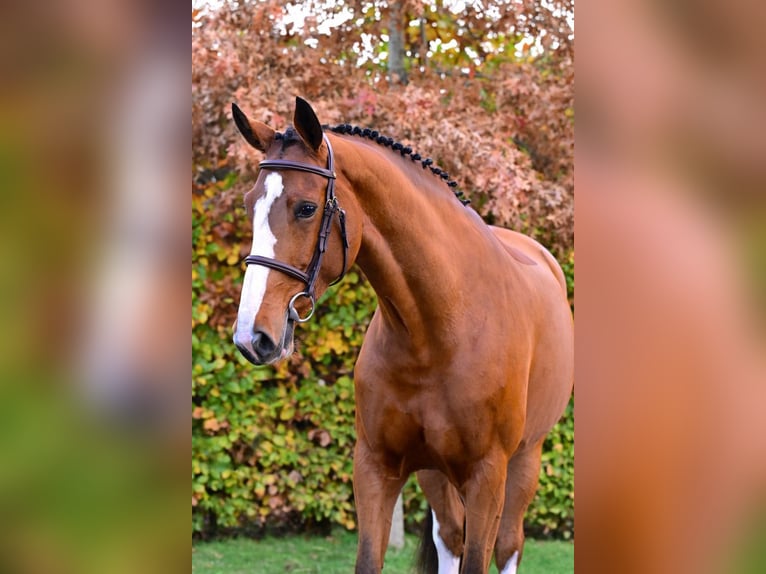 Zangersheider Jument 5 Ans 164 cm Bai in Bladel