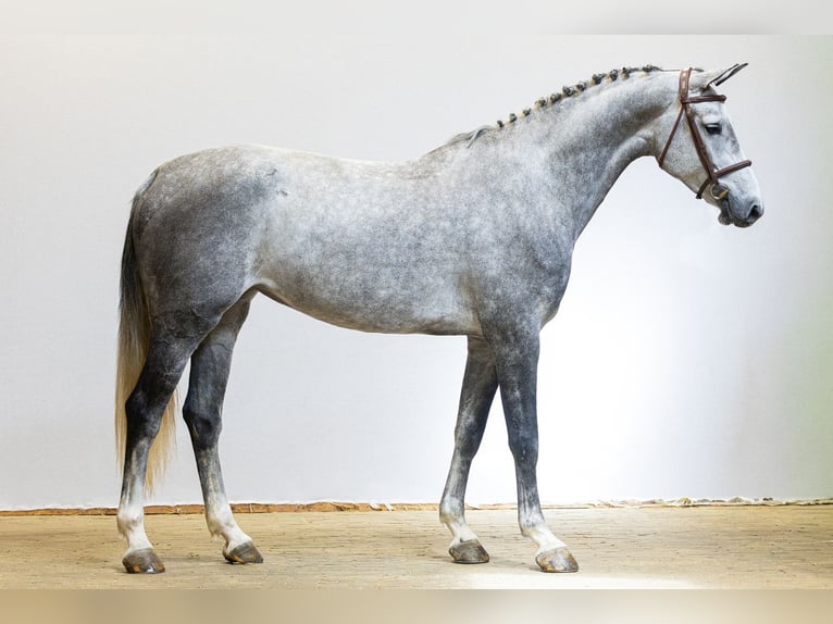 Zangersheider Jument 5 Ans 164 cm Gris in Waddinxveen