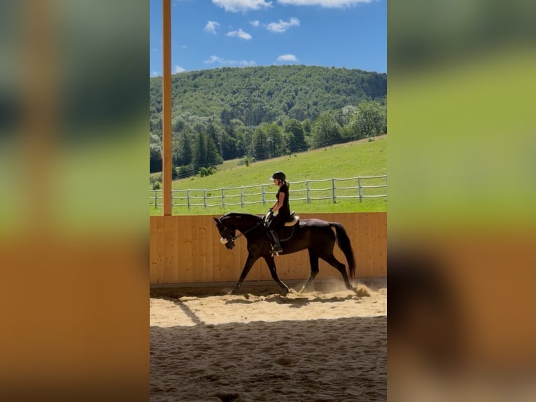 Zangersheider Jument 5 Ans 164 cm Noir in Pressbaum