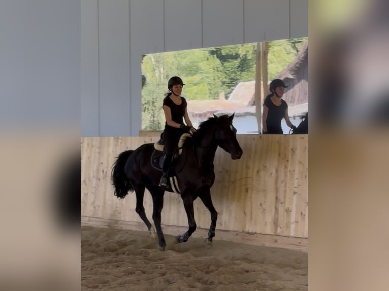 Zangersheider Jument 5 Ans 164 cm Noir in Pressbaum