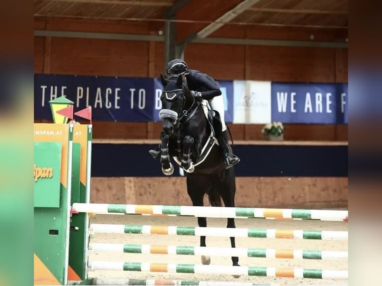 Zangersheider Jument 5 Ans 164 cm Noir in Pressbaum