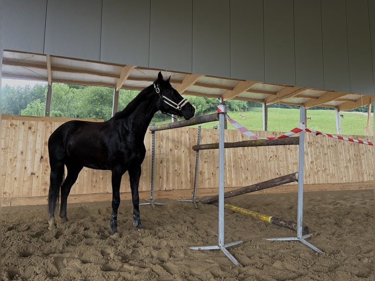 Zangersheider Jument 5 Ans 164 cm Noir in Pressbaum
