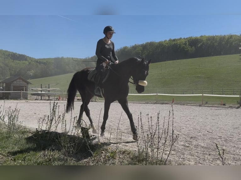 Zangersheider Jument 5 Ans 164 cm Noir in Pressbaum