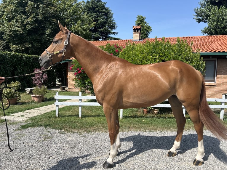 Zangersheider Jument 5 Ans 165 cm Alezan in Cassano D&#39;Adda