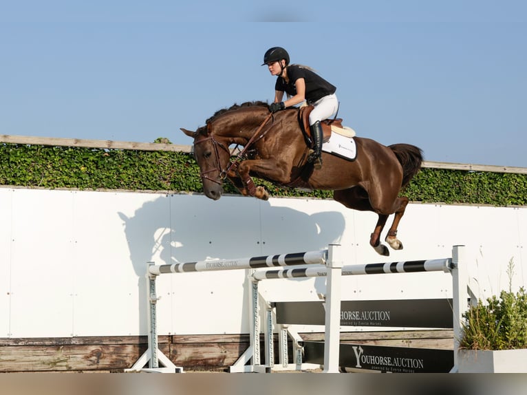 Zangersheider Jument 5 Ans 165 cm Alezan in Waddinxveen