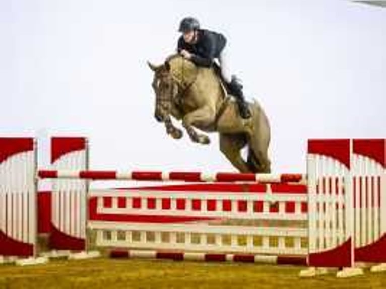 Zangersheider Jument 5 Ans 165 cm Alezan in Waddinxveen