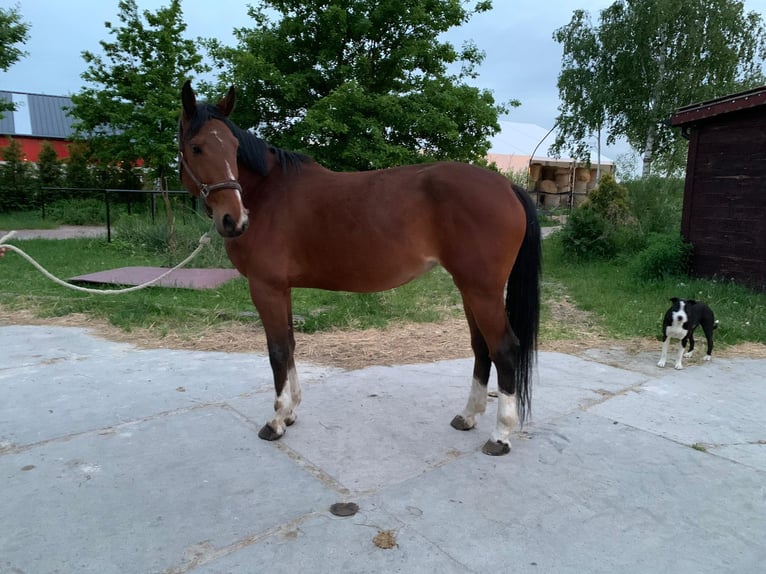 Zangersheider Jument 5 Ans 165 cm Bai cerise in Warsaw