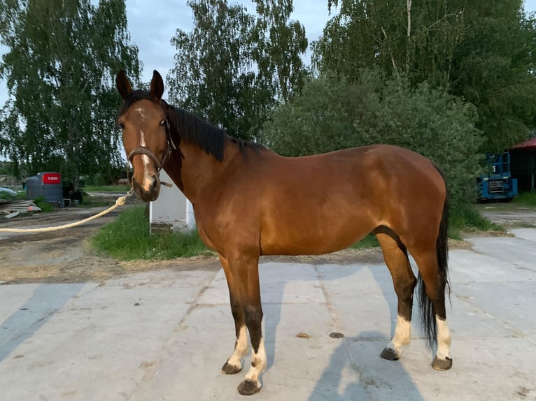 Zangersheider Jument 5 Ans 165 cm Bai cerise in Warsaw