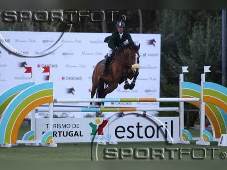 Zangersheider Jument 5 Ans 165 cm Bai in PORTUGAL