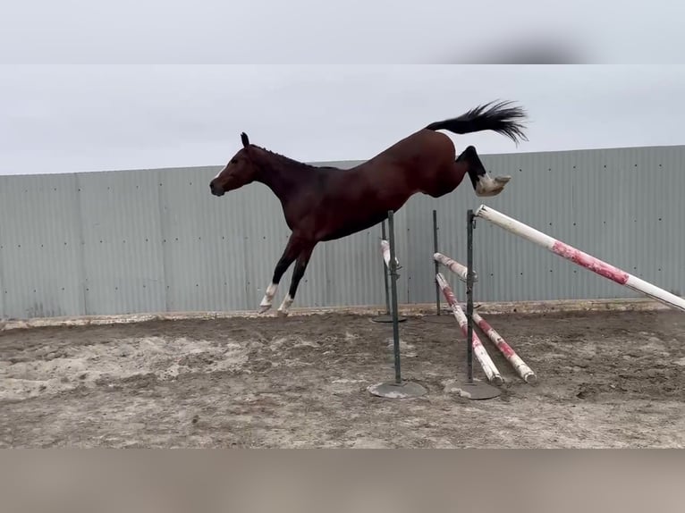 Zangersheider Jument 5 Ans 165 cm Bai in PORTUGAL