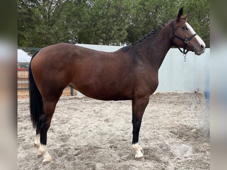 Zangersheider Jument 5 Ans 165 cm Bai in PORTUGAL
