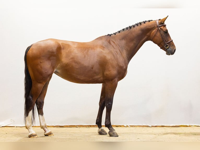 Zangersheider Jument 5 Ans 165 cm Bai in Waddinxveen