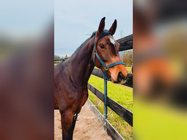 Zangersheider Jument 5 Ans 165 cm Bai clair in Belfort