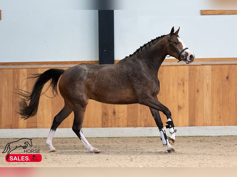 Zangersheider Jument 5 Ans 166 cm Bai cerise in Bucuresti