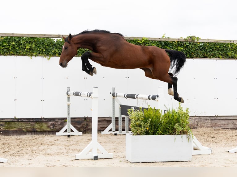 Zangersheider Jument 5 Ans 166 cm Bai in Waddinxveen Zangersheider Jument 5 Ans 166 cm Bai in Waddinxveen