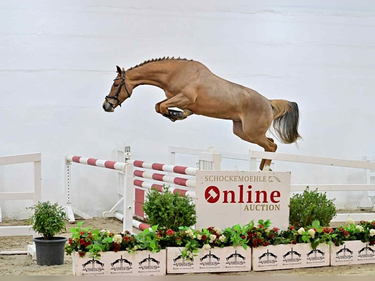 Zangersheider Jument 5 Ans 167 cm Alezan in GŁUBCZYN