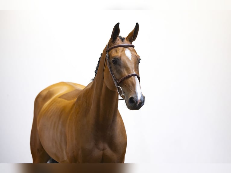 Zangersheider Jument 5 Ans 167 cm Bai in Waddinxveen