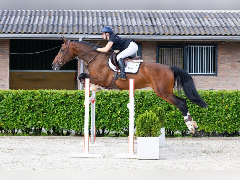 Zangersheider Jument 5 Ans 167 cm Bai in Waddinxveen