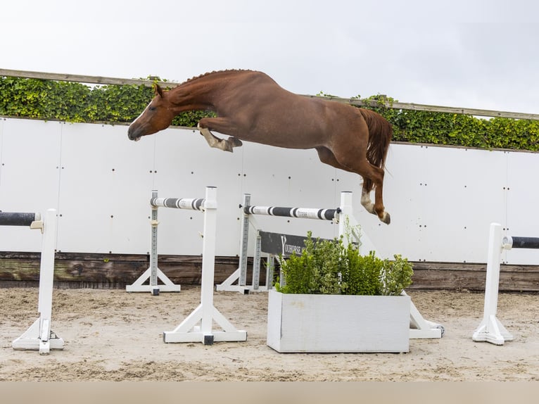 Zangersheider Jument 5 Ans 168 cm Alezan in Waddinxveen