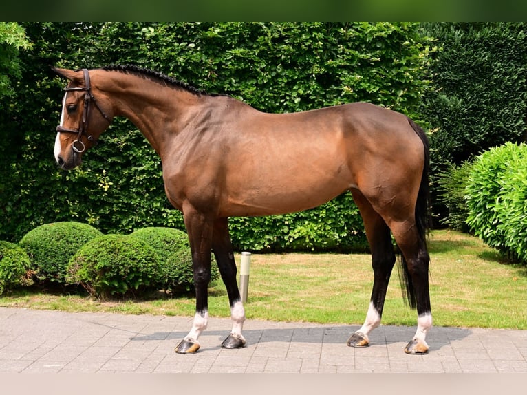 Zangersheider Jument 5 Ans 168 cm Bai in Bladel