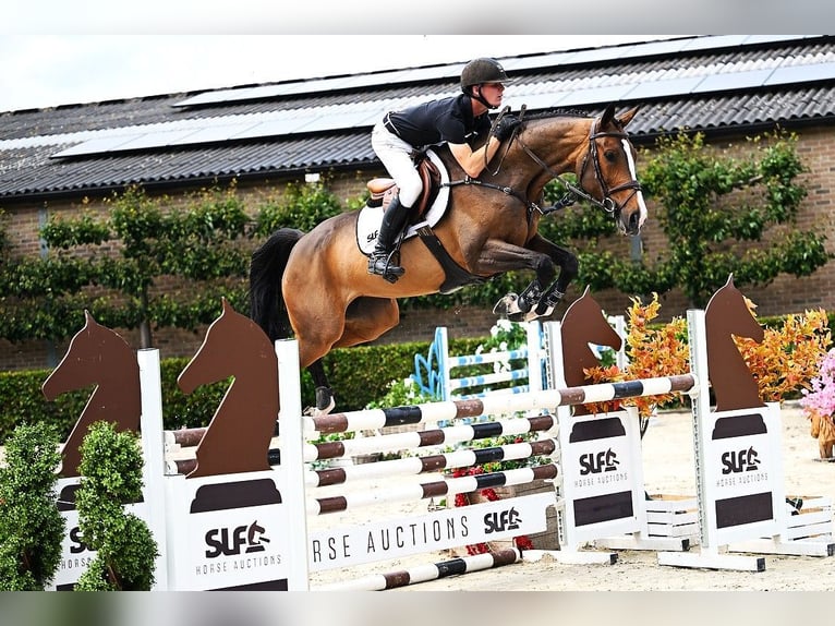 Zangersheider Jument 5 Ans 168 cm Bai in Bladel