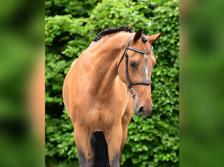 Zangersheider Jument 5 Ans 168 cm Bai in Bladel