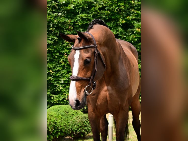 Zangersheider Jument 5 Ans 168 cm Bai in Bladel