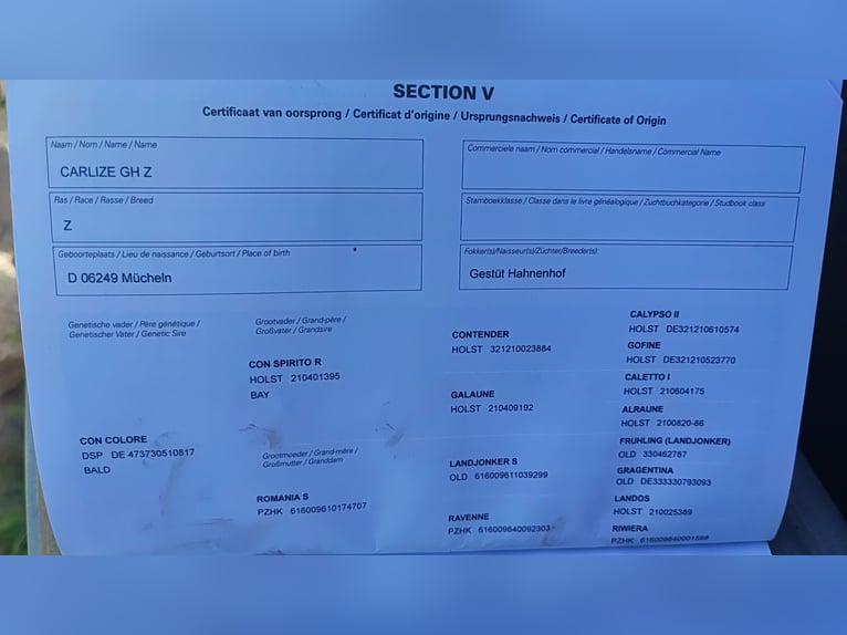 Zangersheider Jument 5 Ans 168 cm Buckskin in Walzbachtal