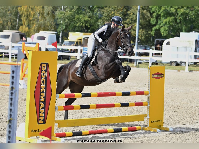 Zangersheider Jument 5 Ans 168 cm in Ostrava
