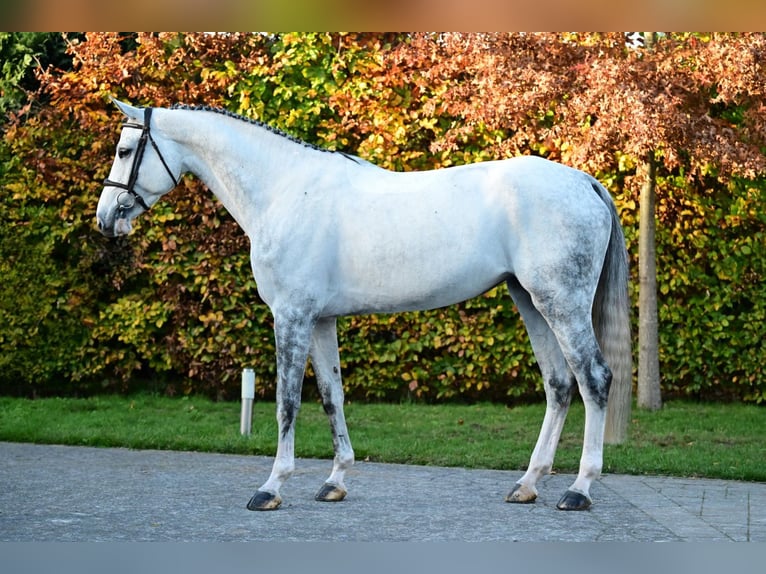 Zangersheider Jument 5 Ans 168 cm Gris in Bladel