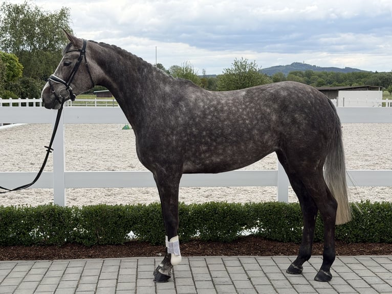 Zangersheider Jument 5 Ans 169 cm Gris pommelé in Riedlingen