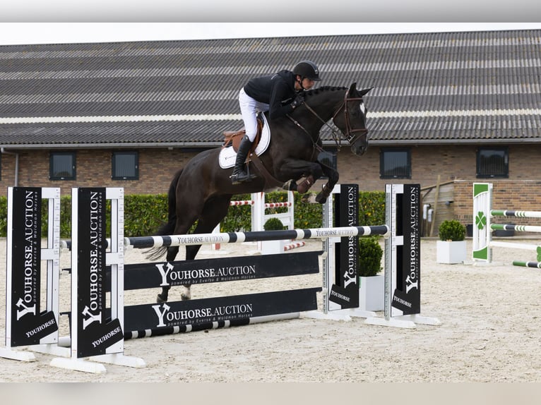 Zangersheider Jument 5 Ans 169 cm Noir in Waddinxveen