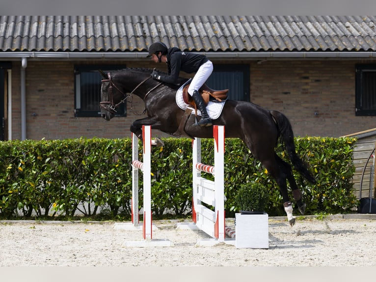 Zangersheider Jument 5 Ans 169 cm Noir in Waddinxveen