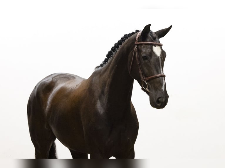 Zangersheider Jument 5 Ans 169 cm Noir in Waddinxveen