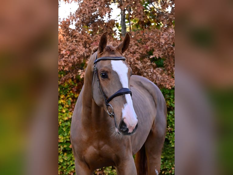 Zangersheider Jument 5 Ans 170 cm Alezan in Bladel