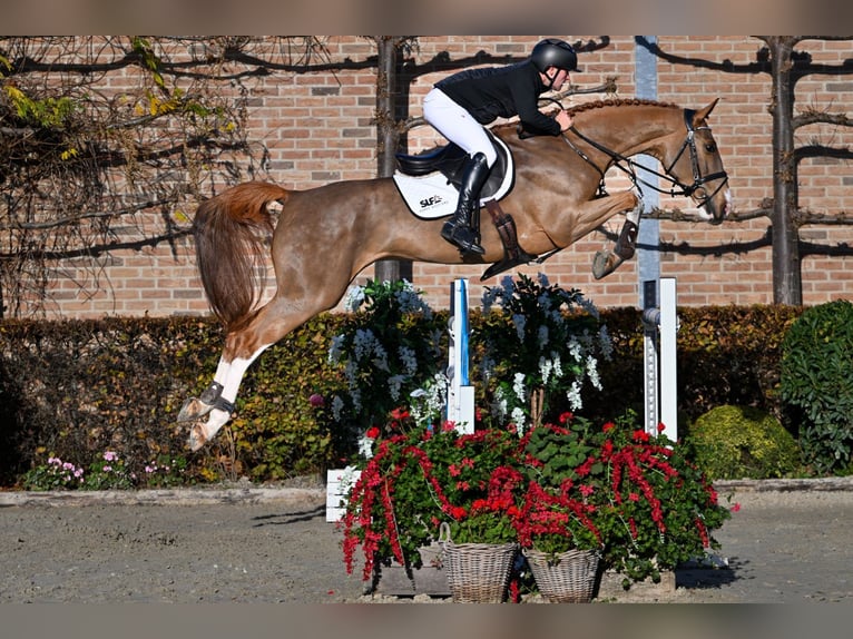 Zangersheider Jument 5 Ans 170 cm Alezan in Bladel
