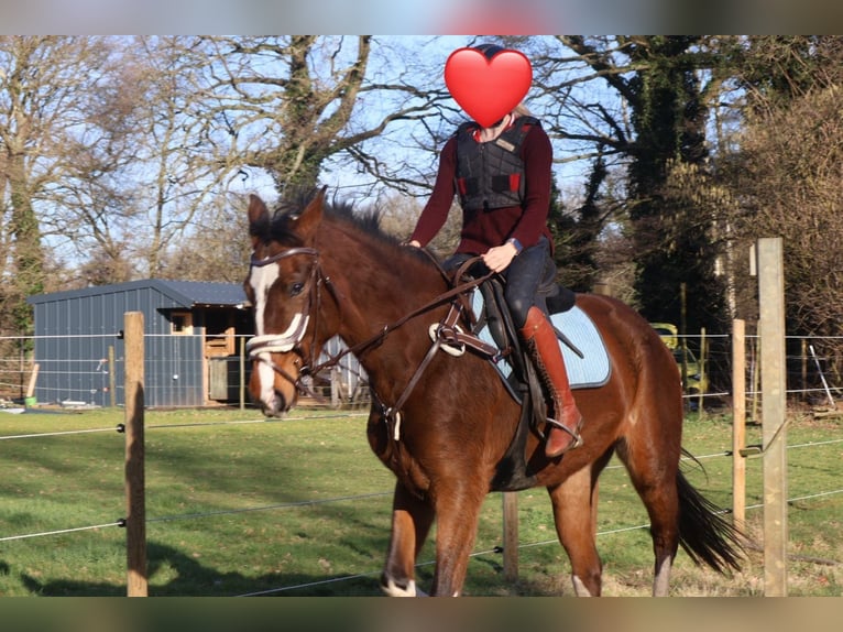 Zangersheider Jument 5 Ans 170 cm Bai brun in Zonhoven