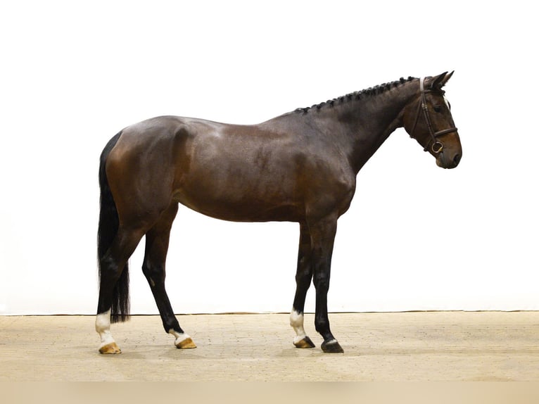 Zangersheider Jument 5 Ans 170 cm Bai in Waddinxveen