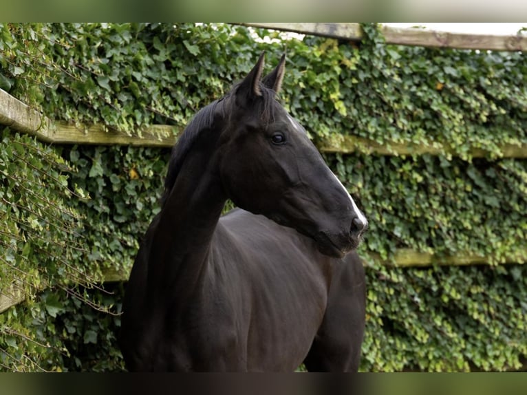 Zangersheider Jument 5 Ans 170 cm in Waddinxveen
