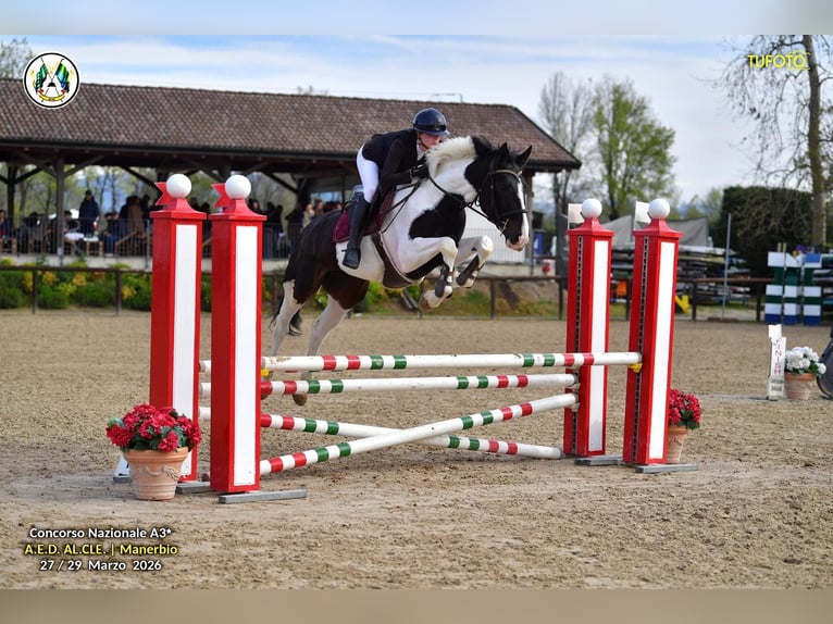 Zangersheider Jument 5 Ans 170 cm Pinto in Modena