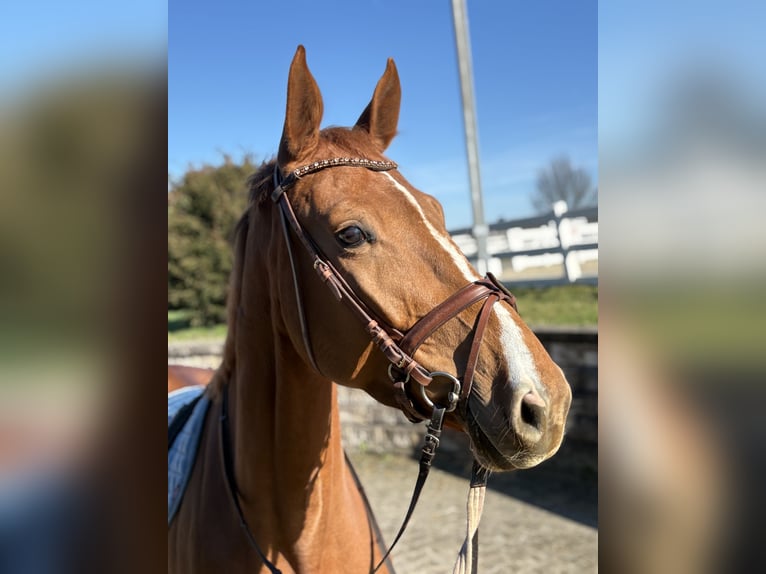 Zangersheider Jument 5 Ans 171 cm Alezan in Dortmund