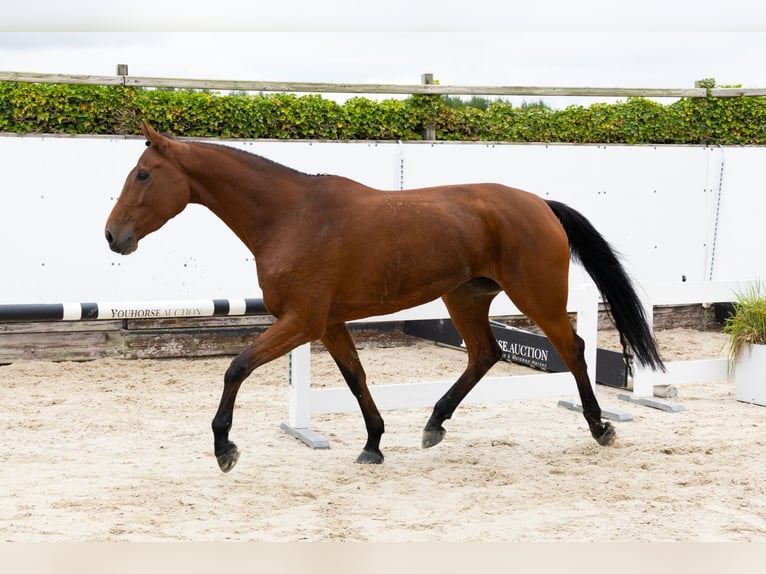 Zangersheider Jument 5 Ans 171 cm Bai in Waddinxveen Zangersheider Jument 5 Ans 171 cm Bai in Waddinxveen