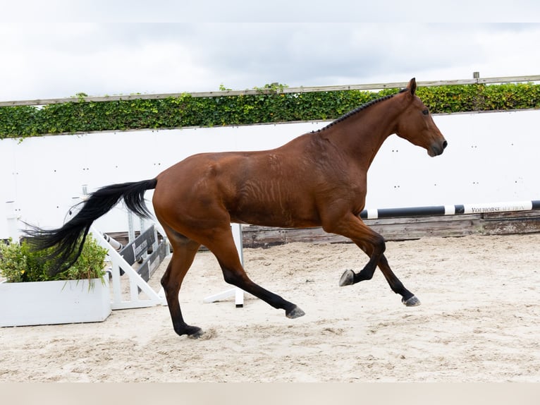 Zangersheider Jument 5 Ans 171 cm Bai in Waddinxveen Zangersheider Jument 5 Ans 171 cm Bai in Waddinxveen
