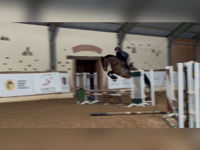 Zangersheider Jument 5 Ans 173 cm Bai cerise in Radviliskio raj.