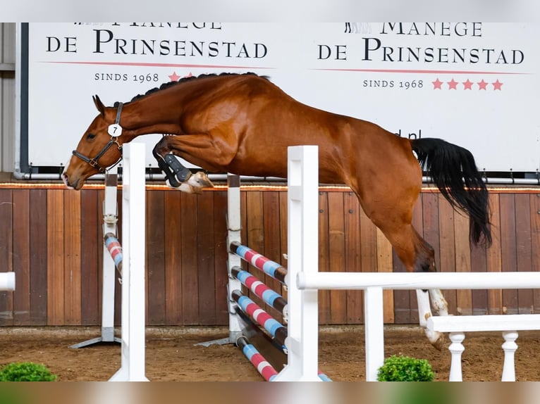 Zangersheider Jument 5 Ans 173 cm Bai in Waddinxveen