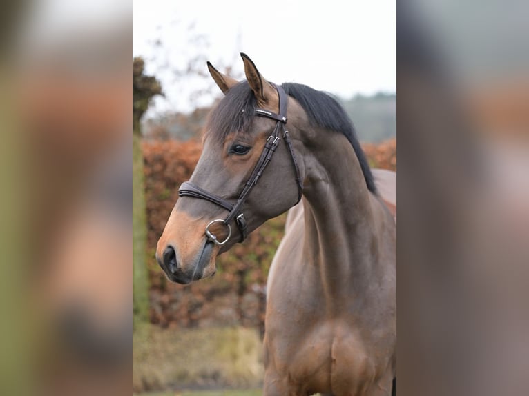 Zangersheider Jument 5 Ans Bai cerise in Bladel