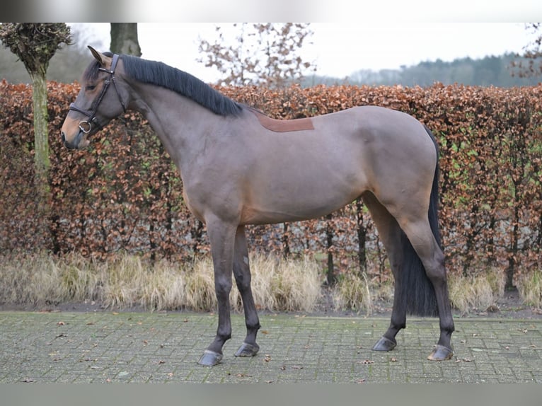 Zangersheider Jument 5 Ans Bai cerise in Bladel