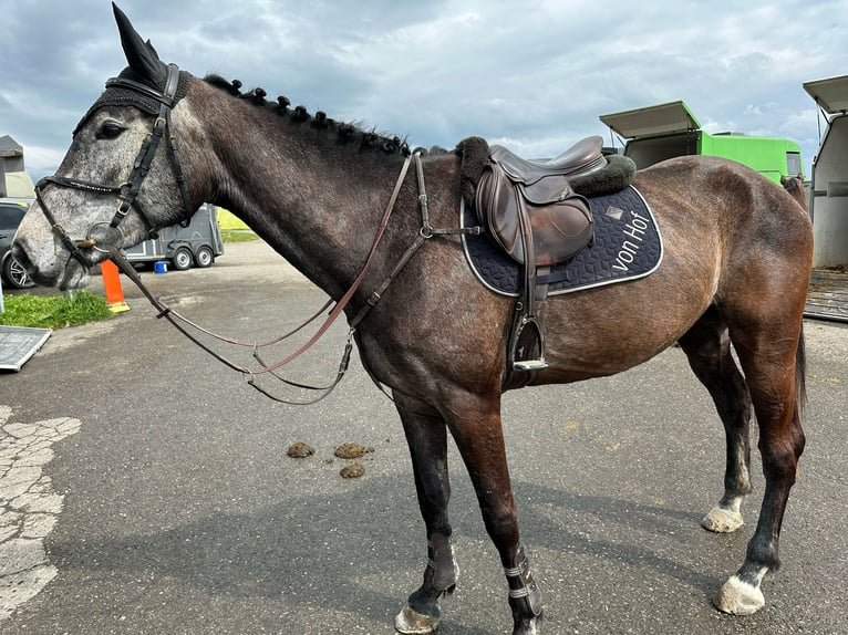 Zangersheider Jument 5 Ans Gris in Oberkirch LU
