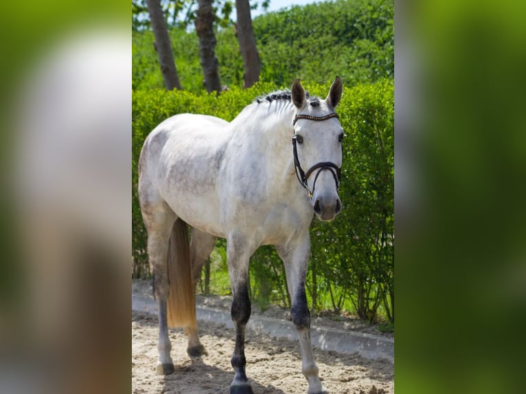 Zangersheider Jument 5 Ans Gris in Tönisvorst